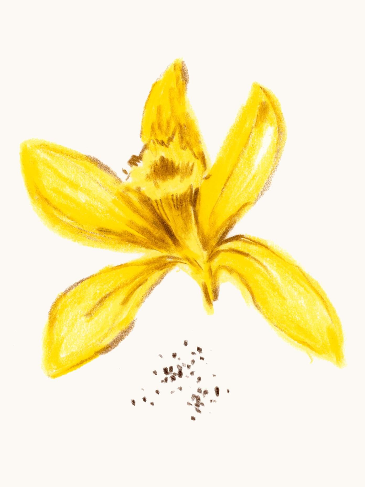 Hand-drawn yellow flower illustration with five petals and scattered seeds, created for Mö's brand identity by Werklig.