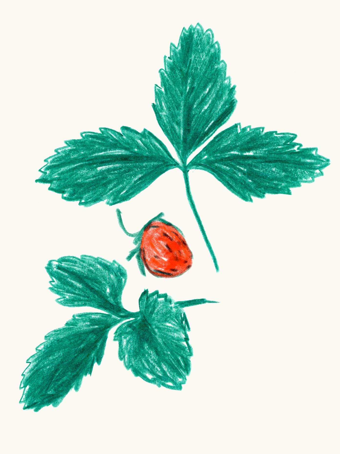 Crayon-style illustration of a wild strawberry plant with teal leaves and a single red berry, part of Mö branding by Werklig.