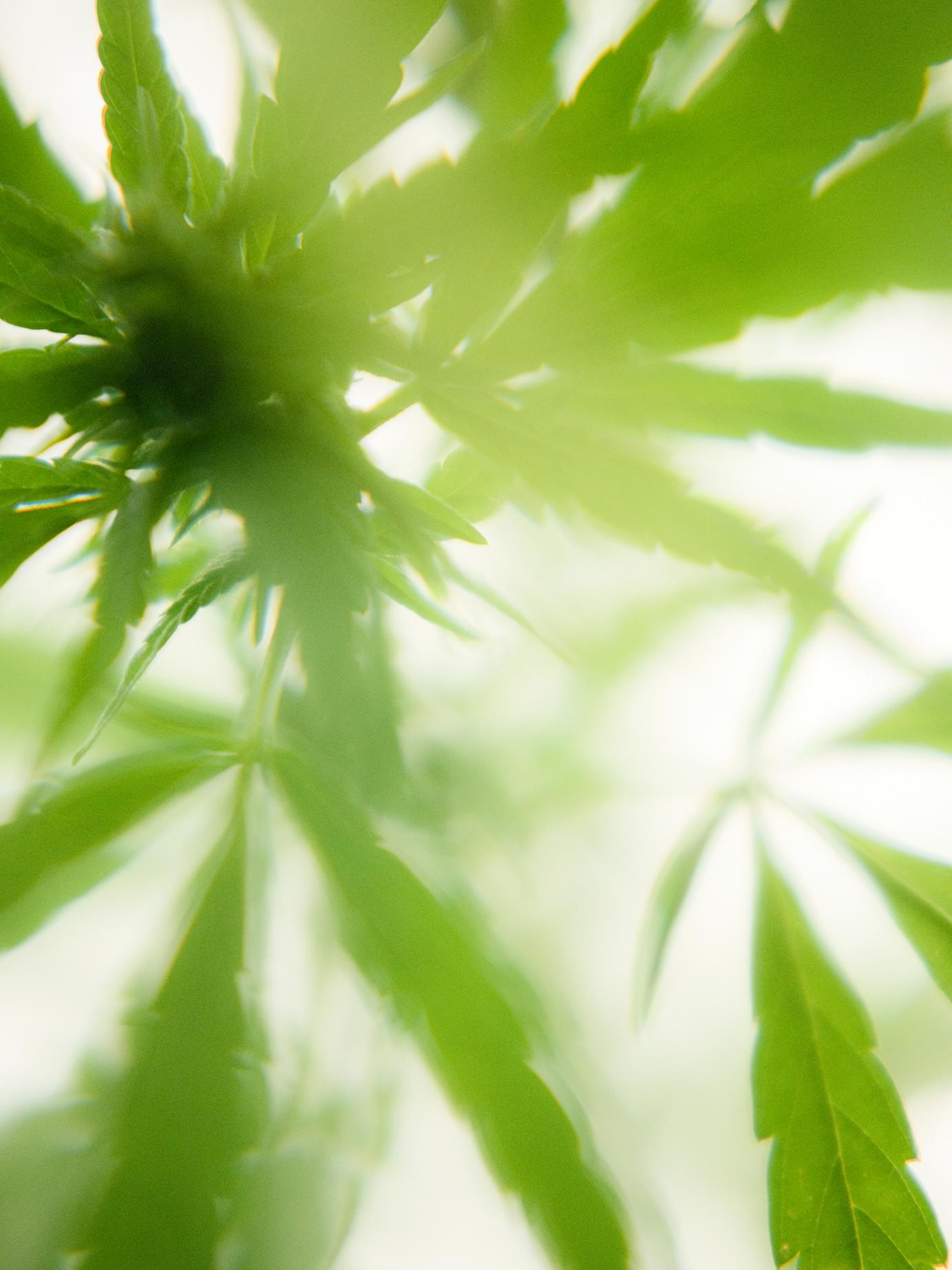 Close-up upward view of vivid green cannabis leaves radiating from a central stem, bathed in soft diffused light.