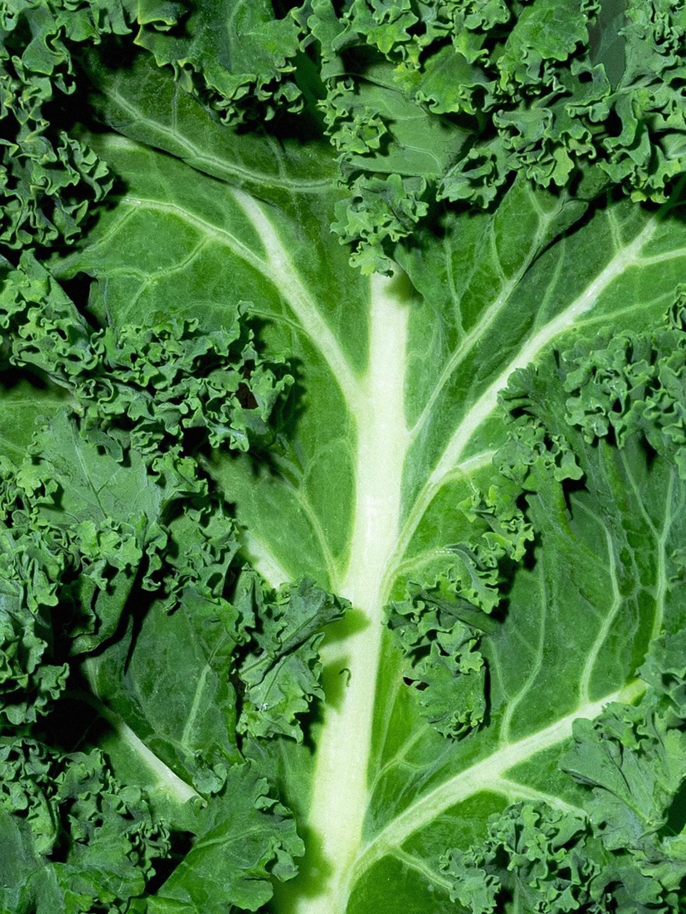 Close-up of fresh curly kale leaves with prominent white veins, used in Komero branding by Werklig.