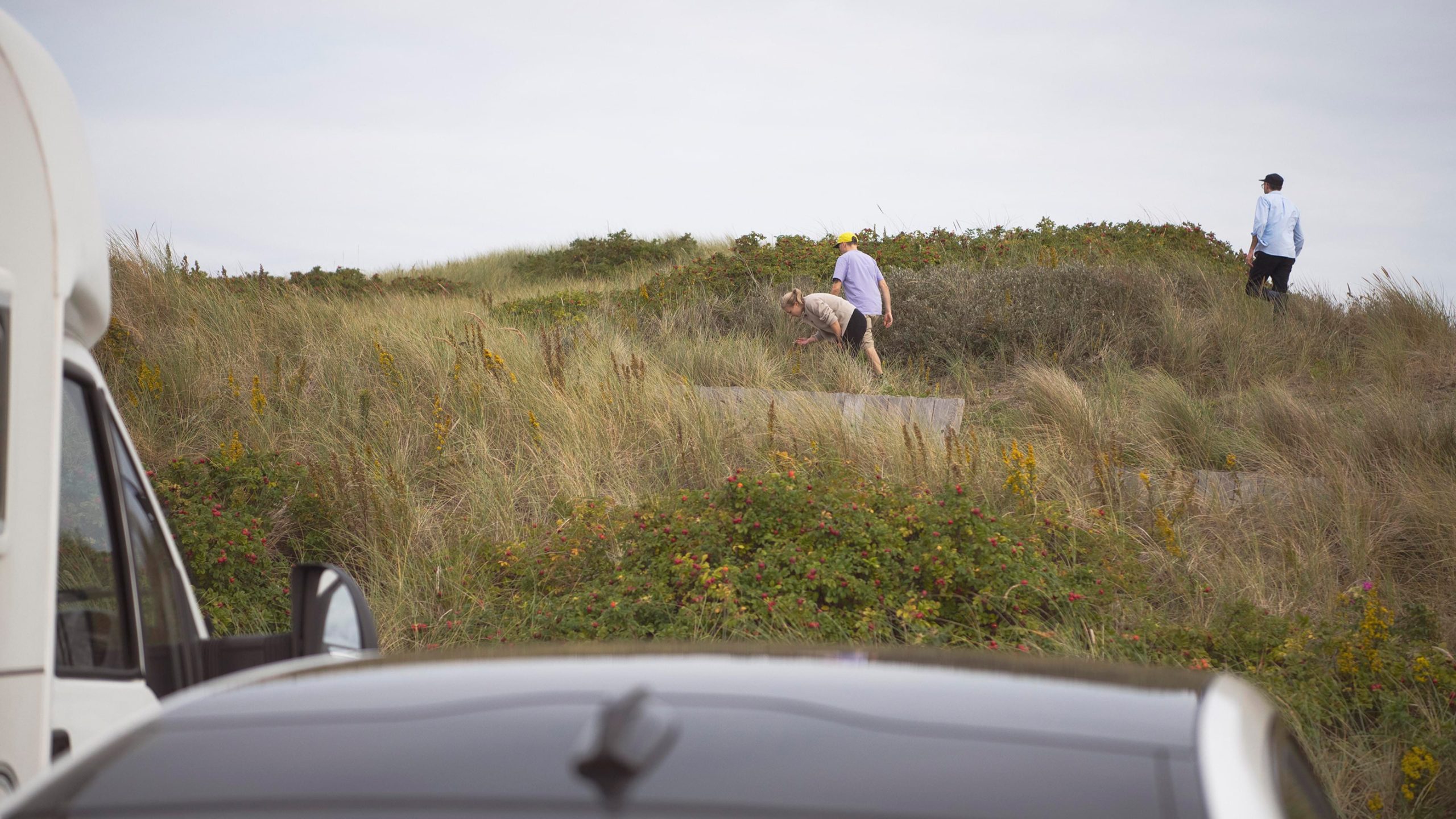Three people explore a coastal dune landscape with wild grasses and flowering shrubs, viewed from between parked vehicles.
